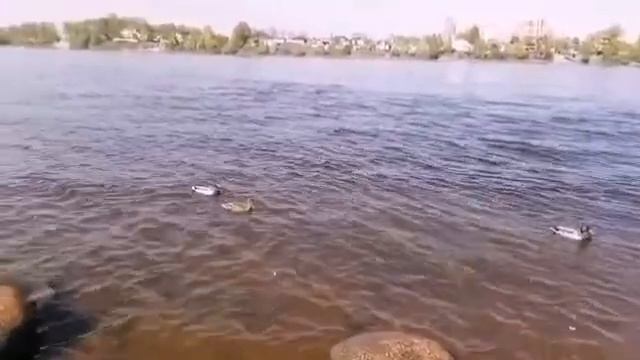 Моя прогулка на берегу реки Нева 🌅🕊️ смотреть онлайн