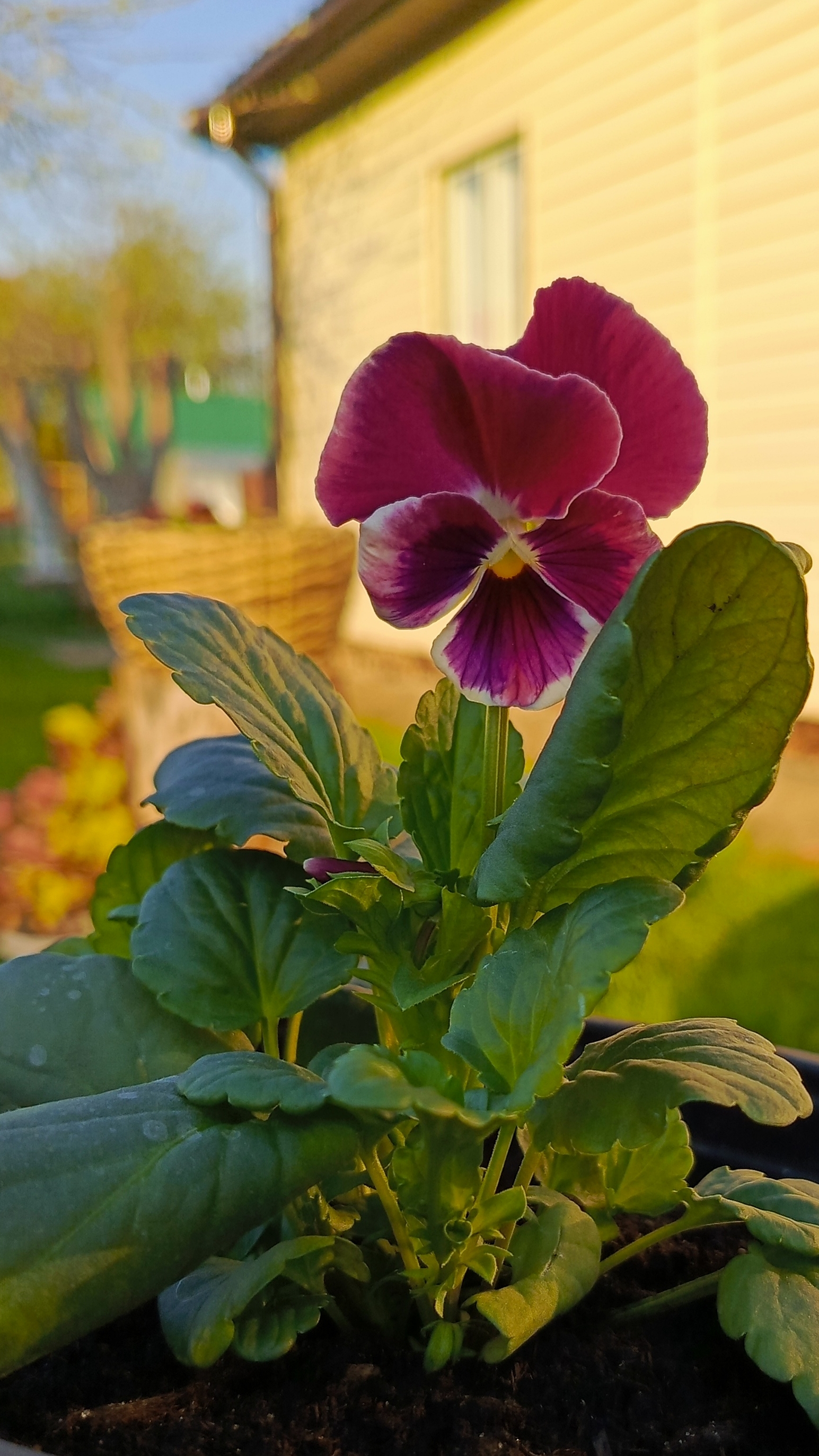 ☀️Обход сада, осмотр растюшек🏡🌿🌷Забор и теневая клумба готовы🥳
