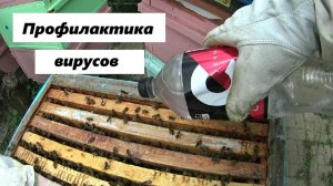 Профилактика вирусов на пасеке
