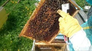 подготовка к матковыводному сезону. обстановка в отводках.