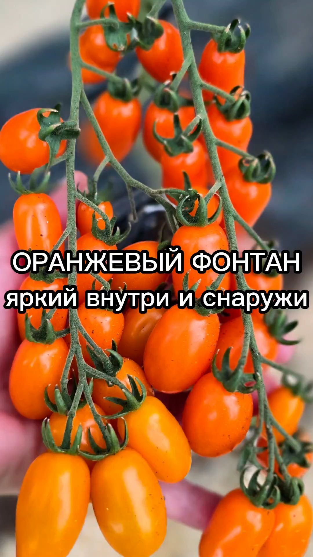 Этот томат - ПОБЕДИТЕЛЬ ДЕГУСТАЦИОННЫХ МАРАФОНОВ!