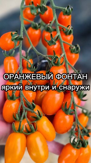 Этот томат - ПОБЕДИТЕЛЬ ДЕГУСТАЦИОННЫХ МАРАФОНОВ!