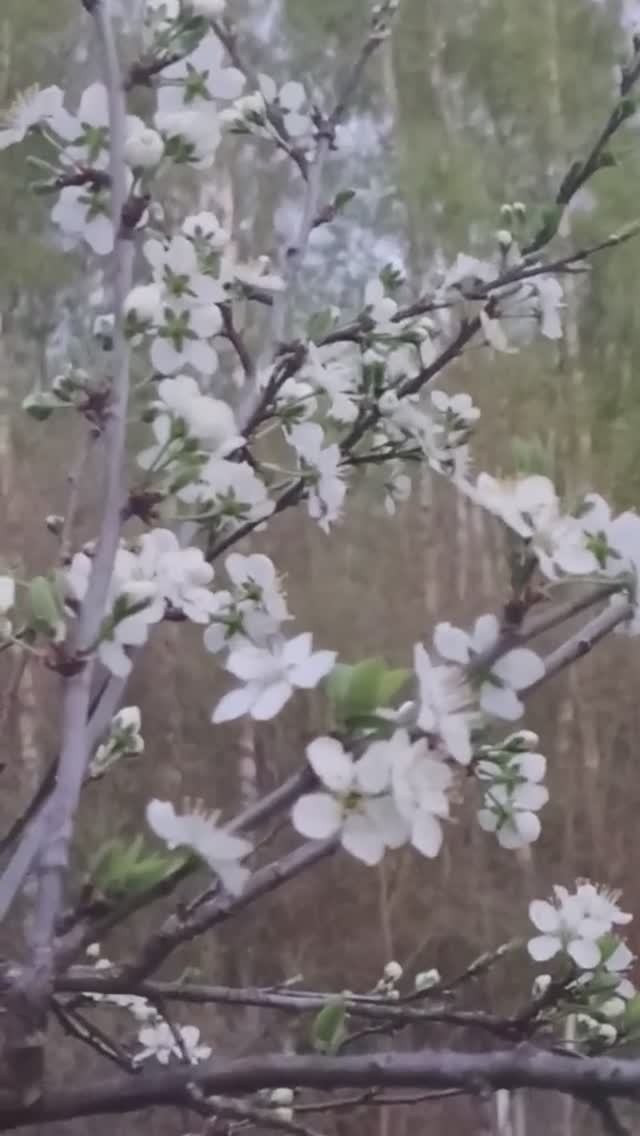 Слива неожиданно зацвела!