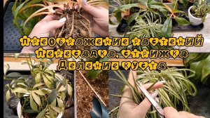 Преображение комнатных растений | Пересадка, стрижка, деление куста