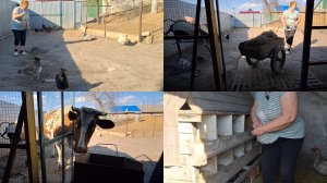 5 мая.Навожу порядок.Корова в летнем навесе.