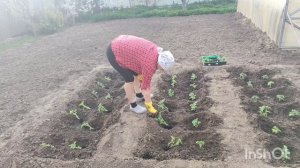 Продолжение дня//высаживаю на улицу🍅🫑🧅🥗