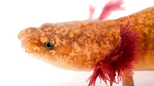 Какова среда обитания Бартонспрингской саламандры Barton Springs salamander  Eurycea sosorum ?