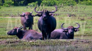 Шри-Ланка 🇱🇰 Sri Lanka. Аругам Бей. Animals & Okanda 🏖️