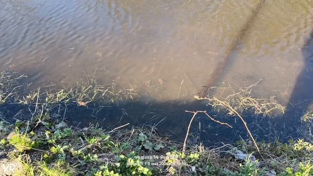 Прудовые лягушки 🐸🐸 03.05.2026