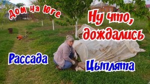 Дом на Юге. Ну что, дождались. Цыплята, рассада и многое другое.