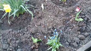 6.05.26. Беда мне с этой кошкой. Навела порядок на клумбе. С раннего утра в огороде.