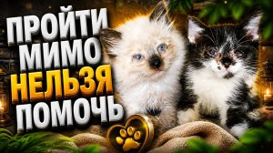 ПРОЙТИ МИМО НЕЛЬЗЯ ПОМОЧЬ.