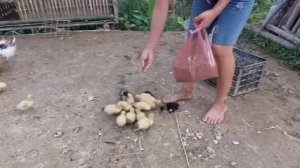 Жизнь матери-одиночки в простом бамбуковом доме — построение новой жизни.