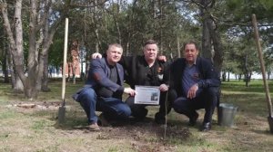 В Волновахе высажен росток Тополя Победы