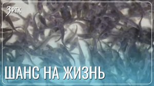 70 тысяч мальков сибирского осётра выпустят в реку Чара