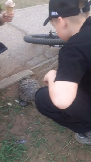 чтооо черепаха🆘️🆘️🆘️