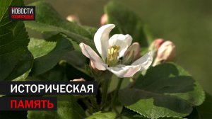 «Яблони Победы» высадили в Балашихе