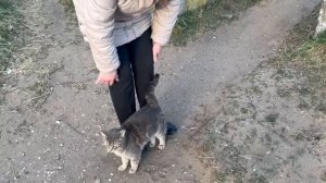 Котики рулят