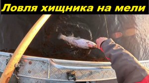 Ловля хищника на мели.