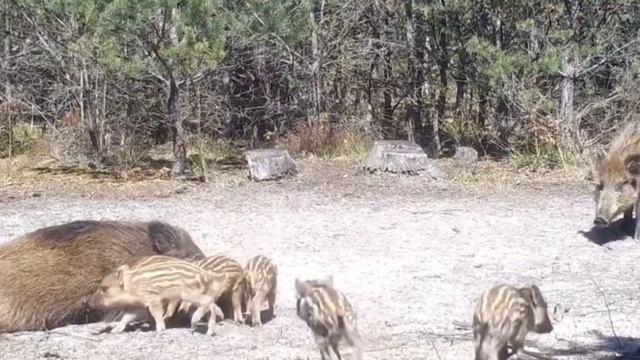 Видео фото ловушки кабаны смотреть онлайн