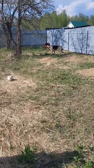 Арес и новенькая Вео смотреть онлайн