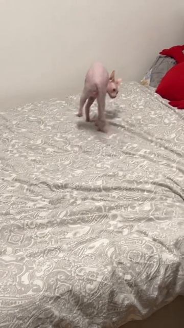 Маленький демон