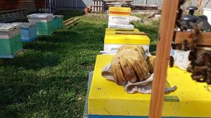 Наступил май 206. Пора вывода пчеломаток.