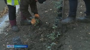 Продолжается масштабное озеленение Ставрополя