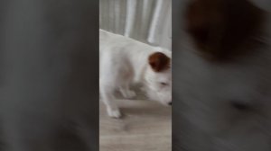 вот такой вот прикол с собакой
