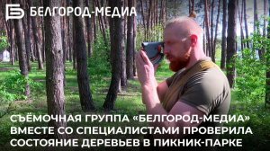 Съёмочная группа «Белгород-медиа» со специалистами проверила состояние деревьев в Пикник-парке