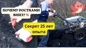 СЕКРЕТ 25 ЛЕТ! 🥔 Почему сажаем картофель РОСТКАМИ ВНИЗ? Наш метод посадки на 1.5 сотках