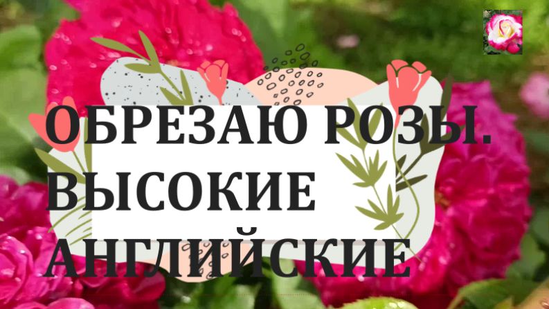 КАК ОБРЕЗАТЬ ВЫСОКИЕ АНГЛИЙСКИЕ РОЗЫ