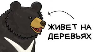 Ты - Гималайский Медведь (И ЭТО ВСЯ ТВОЯ ЖИЗНЬ)