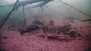Зимняя рыбалка с подводной камерой FocusFish