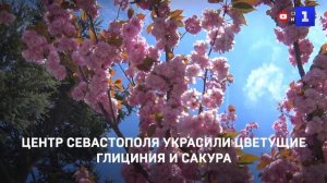 Центр Севастополя украсили цветущие глициния и сакура