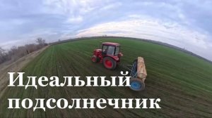 В ЛНР стартовал проект по выведению идеального подсолнечника
