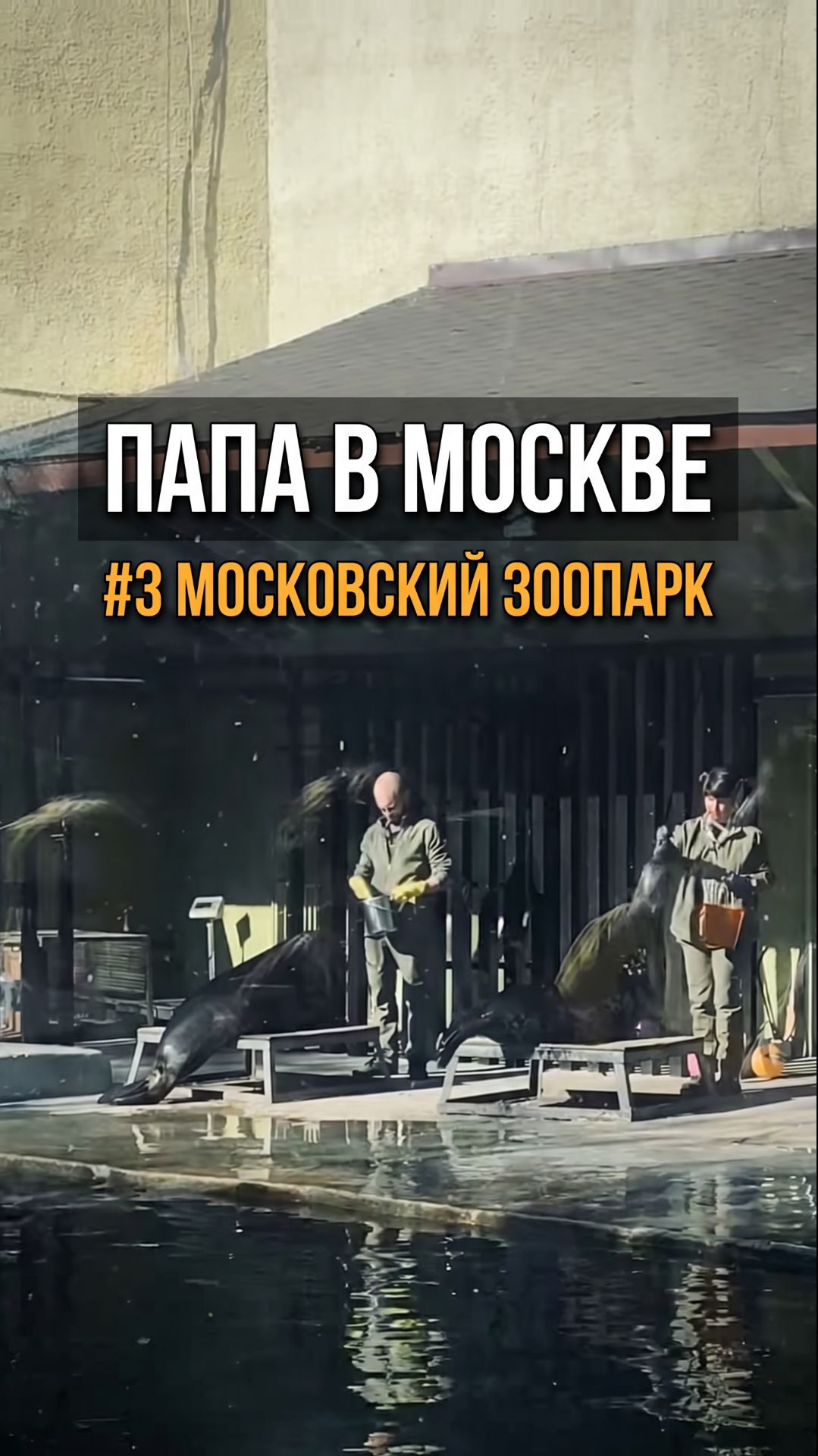 Московский зоопарк: шоу с тюленями