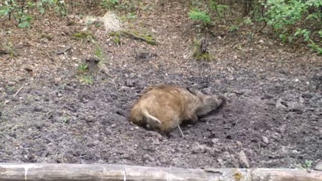Кабанчики фото ловушка смотреть онлайн