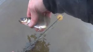 ИДУЩИЙ ПО ВОДЕ! ПЕШКОМ ПО БЕЛОМУ МОРЮ! ЗА КОРЮШКОЙ ОСЕНЬЮ В АРКТИКЕ!