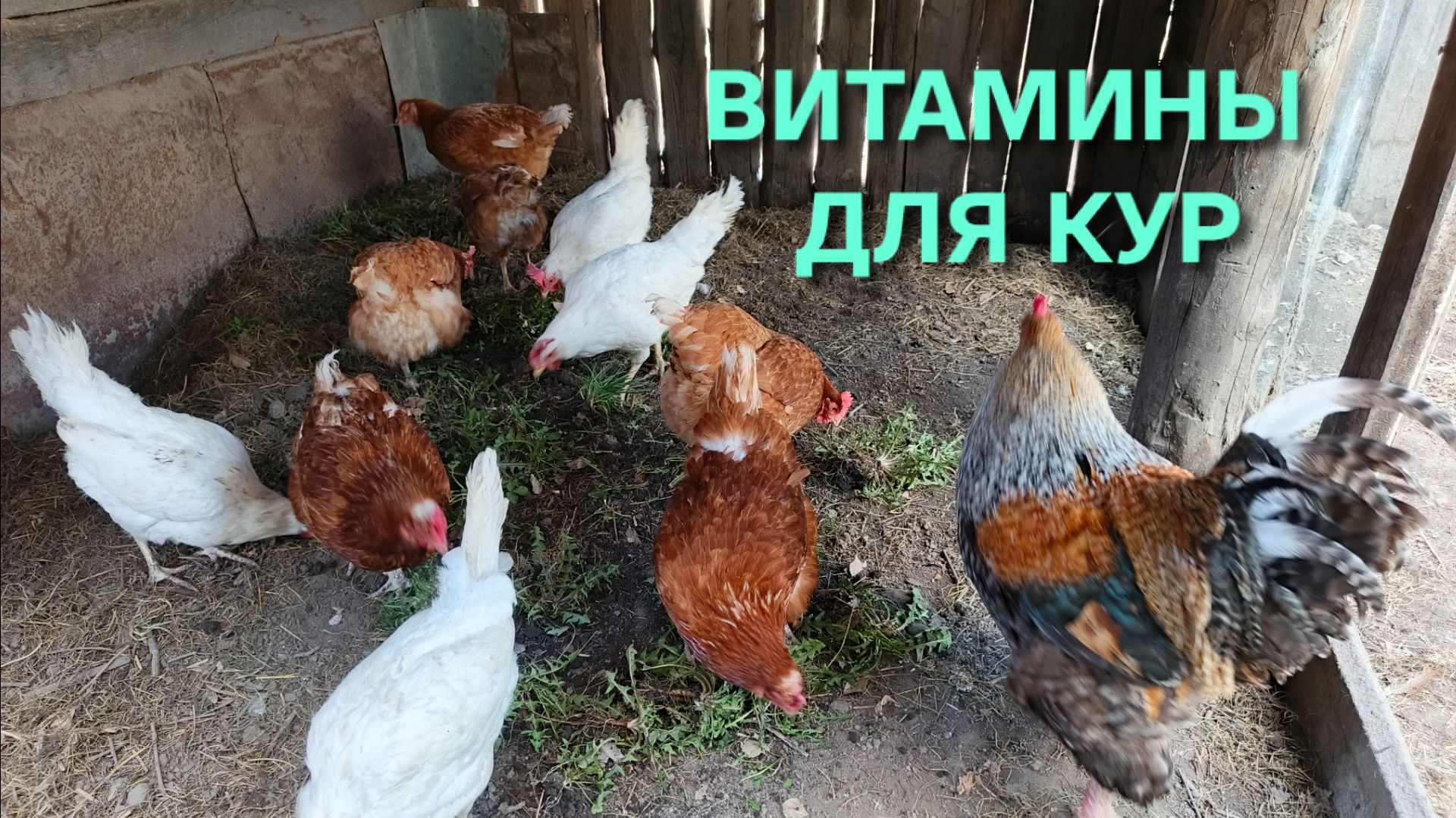 Когда лучше всего давать витамины курам