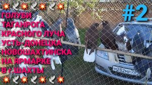 💥🕊💥 Голуби Таганрога, Красного Луча, Новошахтинска, Усть-Донецка на ярмарке в г.Шахты. Часть 2.