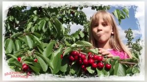 Детские мультики. Учим ягоды и фрукты.