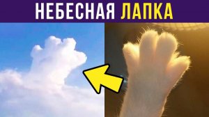 НЕБЕСНАЯ ЛАПКА)) Приколы