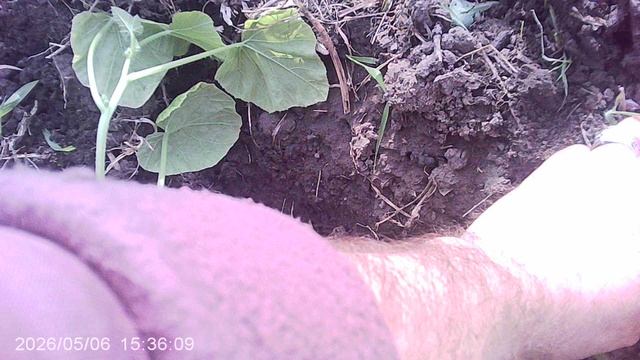 Пересадка из горшочка в огород кабачка сорта "Желтоплодный"