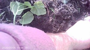 Пересадка из горшочка в огород кабачка сорта «Желтоплодный»
