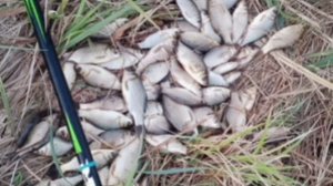 Сегодня порыбачил на Старице🎣 Рыбачил на поплавок🎣 Прикормка Стерля (Чеснок) Наживка опарыш.