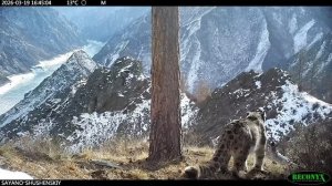 Брачная серенада ирбиса попала на видео

Знакомьтесь, этого певуна зовут Опер, а живет он и ищет дам
