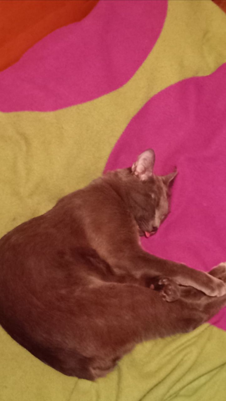 Кот Атос радостно спит!!! #shorts #котатос #животные #коты #кошачийсон