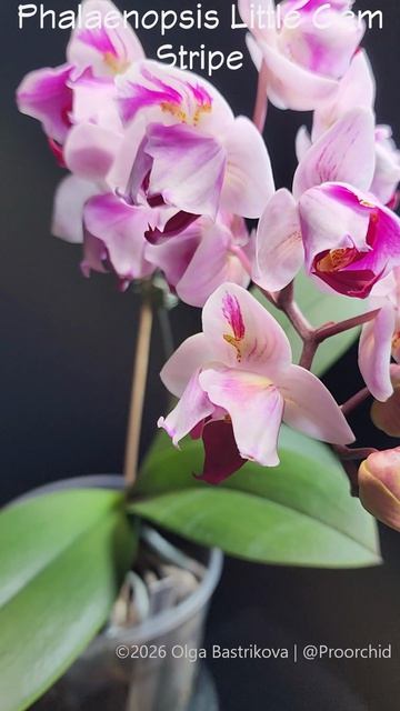 Phalaenopsis Little Gem Stripe