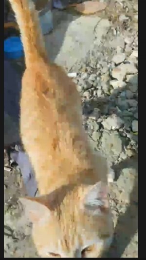РЫЖИК СИЛЬНО ЗАБОЛЕЛ/АЛЕУТКЕ НИКТО НЕ СКИДЫВАЕТ ДЕНЬГИ/ПРИСТРОИТЬ КОТИКА В ДОБРЫЕ РУКИ